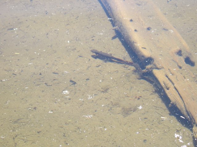 6.24-25.06 Memaloose Lake 045 